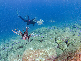 Obraz premium 美しく大きなハナミノカサゴ（ミノカサゴ亜科）他。 英名学名：Red Lionfish (Pterois volitans) 岩場に集まる、美しいソラスズメダイ（スズメダイ科）他の群れ。 英名学名：Heavenly Damselfish (Pomacentrus coelestis) 撮影するスキンダイバーもいる。 静岡県伊豆半島賀茂郡南伊豆町中木ヒリゾ浜2024年 