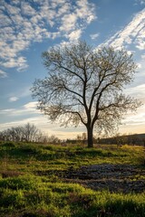 Obraz premium A solitary tree stands tall in a tranquil field, silhouetted by a colorful sunset sky, capturing the essence of nature's beauty.