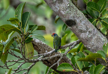 Red-headed Barbet in the wild at dawn looking for food in Thailand