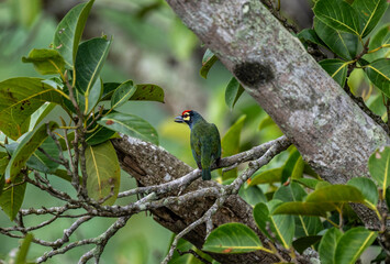 Red-headed Barbet in the wild at dawn looking for food in Thailand