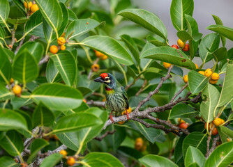 Red-headed Barbet in the wild at dawn looking for food in Thailand