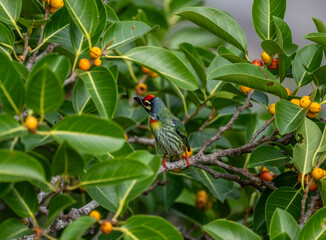 Red-headed Barbet in the wild at dawn looking for food in Thailand