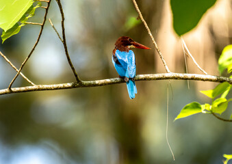 Red-billed Kingfisher in the wild at dawn looking for food in Thailand