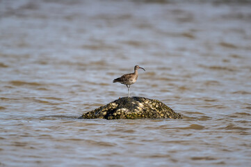 Grey curlew in the wild at dawn looking for food in Thailand