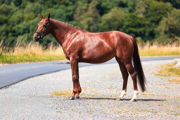 Horse chestnut colors in portraits in the sunshine.