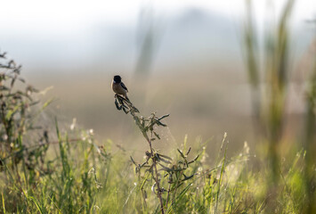 a meadow whinchat in the wild at dawn looking for food in Thailand