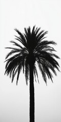 A striking silhouette of a palm tree set against a minimalist gray sky, showcasing tropical elegance and simplicity.