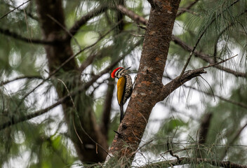 Lesser Indle-Malaysian Woodpecker in the wild at dawn looking for food in Thailand
