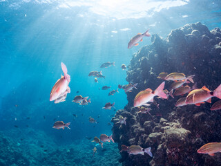 Obraz premium 美しいアカヒメジ、ホウライヒメジ（ヒメジ科）他の群れ。 英名学名：Yellowfin goatfish (Mulloidichthys vanicolensis) Whitesaddle goatfish, Parupeneus ciliatus 静岡県伊豆半島賀茂郡南伊豆町中木ヒリゾ浜2024年 