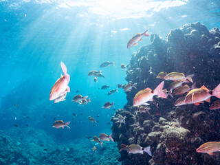 Fototapeta premium 美しいアカヒメジ、ホウライヒメジ（ヒメジ科）他の群れ。 英名学名：Yellowfin goatfish (Mulloidichthys vanicolensis) Whitesaddle goatfish, Parupeneus ciliatus 静岡県伊豆半島賀茂郡南伊豆町中木ヒリゾ浜2024年 