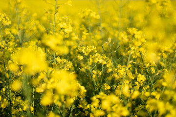 Rapsfeld im Sommer