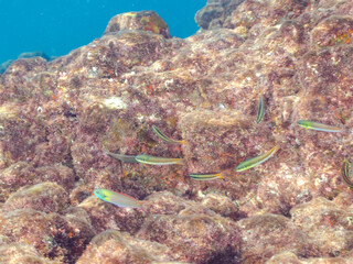 美しいコガシラベラ（ベラ）他の群れ。
英名学名：Bluntheaded wrasse,...