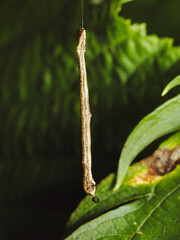 Brimstone moth caterpillar hanging from a tree by a silk thread (aka Inchworm)