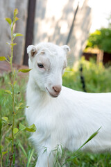 Obraz premium White goat in the garden eats young succulent grass, breeding goats