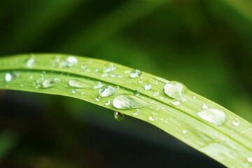 rain drop on green grass texture background