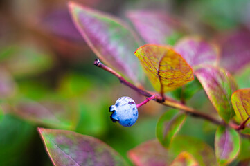 Close-up of a blueberry on a branch with red leaves, softly focused, highlighting nature's vibrant colors.