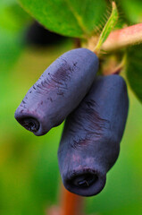 Detailed view of two mature honeysuckle berries with a rich blue hue