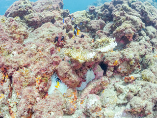 高海水温が続いているのでサンゴの白化現象が起きている。
美しいイソギンチャク畑の可愛いクマノミ（クマノミ亜科）ペア、ミツボシクロスズメダイ（スズメダイ科）他の群れ。
英名学名：
Yellowtail clownfish (Amphiprion clarkii)
Threespot dascyllus (Dascyllus trimaculatus) 
静岡県伊豆半島賀茂郡南伊豆町中木ヒリゾ浜
