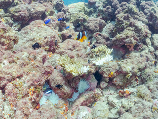 高海水温が続いているのでサンゴの白化現象が起きている。
美しいイソギンチャク畑の可愛いクマノミ（クマノミ亜科）ペア、ミツボシクロスズメダイ（スズメダイ科）他の群れ。
英名学名：
Yellowtail clownfish (Amphiprion clarkii)
Threespot dascyllus (Dascyllus trimaculatus) 
静岡県伊豆半島賀茂郡南伊豆町中木ヒリゾ浜
