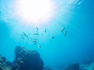 美しいアカヒメジ、ホウライヒメジ（ヒメジ科）他の群れ。
英名学名：Yellowfin goatfish (Mulloidichthys vanicolensis)
Whitesaddle goatfish, Parupeneus ciliatus
静岡県伊豆半島賀茂郡南伊豆町中木ヒリゾ浜2024年
