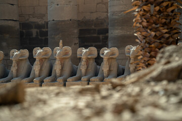 Avenue of the Ram Sphinxes near the Temple of Luxor