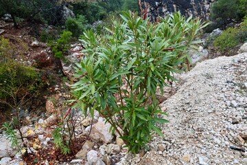 Dewy plant outdoors. High quality photo