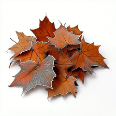 A small pile of dried, frost-kissed maple leaves with curled edges, isolated on a solid white background.