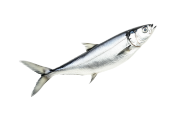 Fresh sardine fish with detailed scales and fins isolated on white transparent background, symbolizing canned seafood
