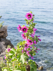 A tree mallow, a beautiful flowering plant, but a weed in Australia, looking similar to a hollyhock, on the shore cliffs at Edithburgh on the Yorke Peninsula in South Australia.