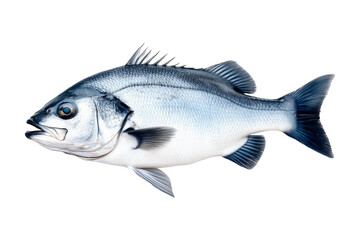 Obraz premium Silver sea bass fish isolated on white transparent background, showcasing its shiny scales and natural texture.