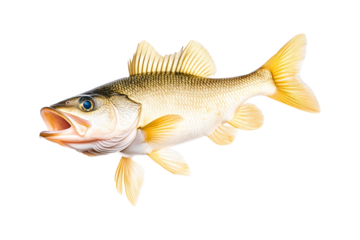 Freshwater Walleye fish with vivid golden fins and detailed scales isolated on white transparent background.