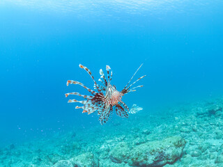 美しく大きなハナミノカサゴ（ミノカサゴ亜科）他。
英名学名：Red Lionfish (Pterois volitans)
岩場に集まる、美しいソラスズメダイ（スズメダイ科）他の群れ。
英名学名：Heavenly Damselfish (Pomacentrus coelestis)
静岡県伊豆半島賀茂郡南伊豆町中木ヒリゾ浜2024年

