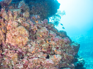 ウミカラマツ（ソフトコーラル）が生えるドロップオフのキンギョハナダイ（ハナダイ亜科）ソラスズメダイ（スズメダイ科）他群れ
英名学名：Sea Goldie (Pseudanthias squamipinnis)
Heavenly Damselfish (Pomacentrus coelestis)
Antipathes japonica
静岡県伊豆半島賀茂郡南伊豆町中木ヒリゾ浜2024年
