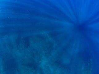 高海水温が続いているのでサンゴの白化現象が起きている。
美しいイソギンチャク畑の可愛いクマノミ（クマノミ亜科）ペア、ミツボシクロスズメダイ（スズメダイ科）他の群れ。
英名学名：
Yellowtail clownfish (Amphiprion clarkii)
Threespot dascyllus (Dascyllus trimaculatus) 
静岡県伊豆半島賀茂郡南伊豆町中木ヒリゾ浜
