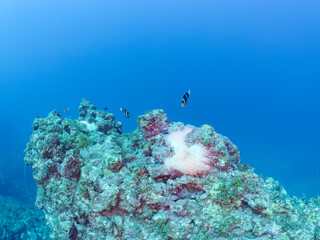 高海水温が続いているのでサンゴの白化現象が起きている。
美しいイソギンチャク畑の可愛いクマノミ（クマノミ亜科）ペア、ミツボシクロスズメダイ（スズメダイ科）他の群れ。
英名学名：
Yellowtail clownfish (Amphiprion clarkii)
Threespot dascyllus (Dascyllus trimaculatus) 
静岡県伊豆半島賀茂郡南伊豆町中木ヒリゾ浜
