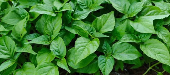 green leaves background