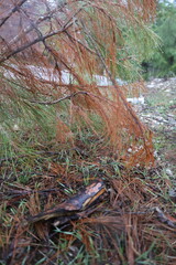 Rocks branches ground. High quality photo