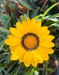 sunflower in the garden