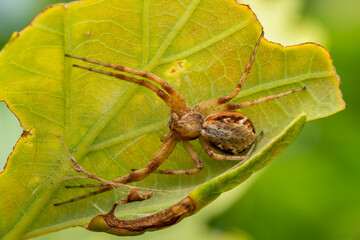 Wandering Crab Spider - Philodromus aureolus, beautiful colored false crab spider European woodlands and gardens, Pribram, Czech Republic.