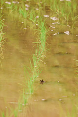 young rice plants in the sunlight rice fields