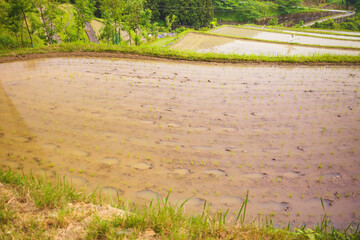 Terraced rice fields in Japan rural