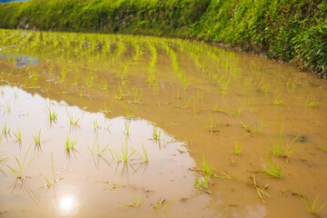 beautiful rice plants in paddy field	

