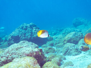 美しいトゲチョウチョウウオ（チョウチョウオ科）他。
英名学名：Threadfin Butterflyfish (Chaetodon Auriga)
静岡県伊豆半島賀茂郡南伊豆町中木ヒリゾ浜2024年
