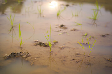 young rice plants in the sunlight rice fields