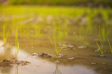 young rice plants in the sunlight rice fields
