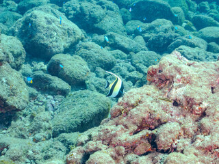 美しいツノダシ（ツノダシ科）の小群。
英名学名：Moorish Idol (Zanclus cornutus)
静岡県伊豆半島賀茂郡南伊豆町中木ヒリゾ浜2024年
