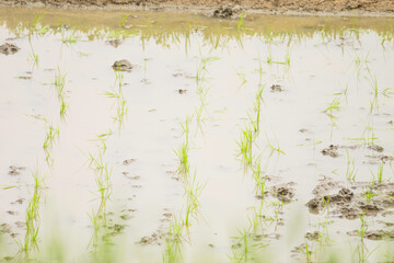 young rice plants in the sunlight rice fields