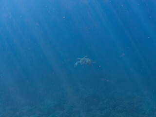 ゆったり泳ぐ美しく大きなアオウミガメ（ウミガメ科）。
英名学名：green sea turtle (Chelonia mydas)
静岡県伊豆半島賀茂郡南伊豆町中木ヒリゾ浜2024年
