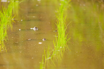 young rice plants in the sunlight rice fields