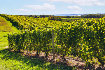 Sunlit vineyard in Traverse City, with rows of lush green grapevines stretching across rolling hills, framed by a serene rural landscape